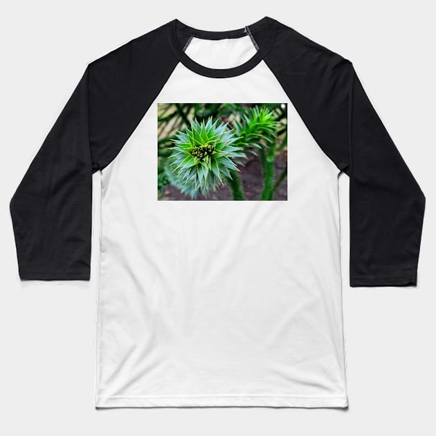 Monkey Puzzle Tree Branch Baseball T-Shirt by Rebekah Slick